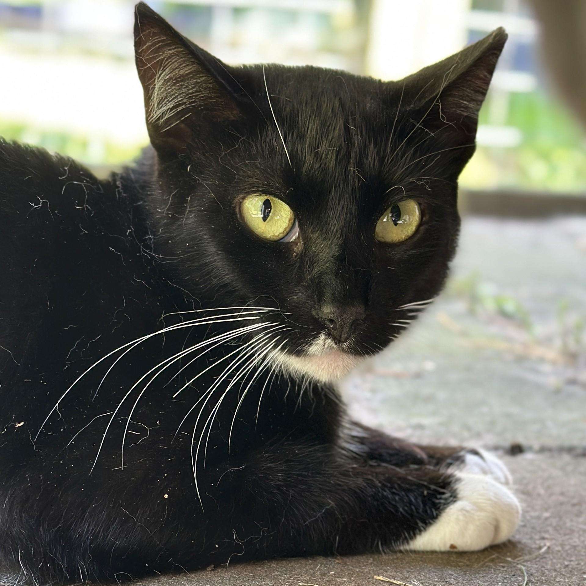 Enlarge Solo, a Adoptable Domestic Short Hair in Victor, NY image 2/6