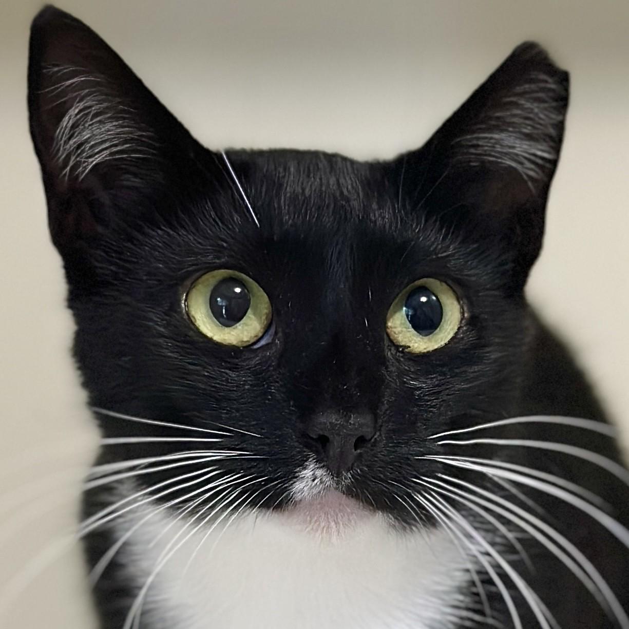 Enlarge Solo, a Adoptable Domestic Short Hair in Victor, NY image 3/6