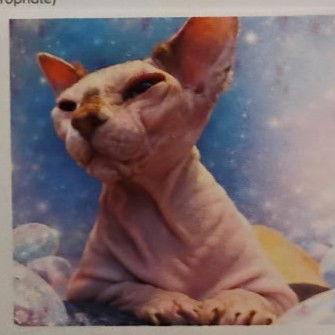 Enlarge Opal, a Adopted Sphynx / Hairless Cat in Garland, TX image 1/1