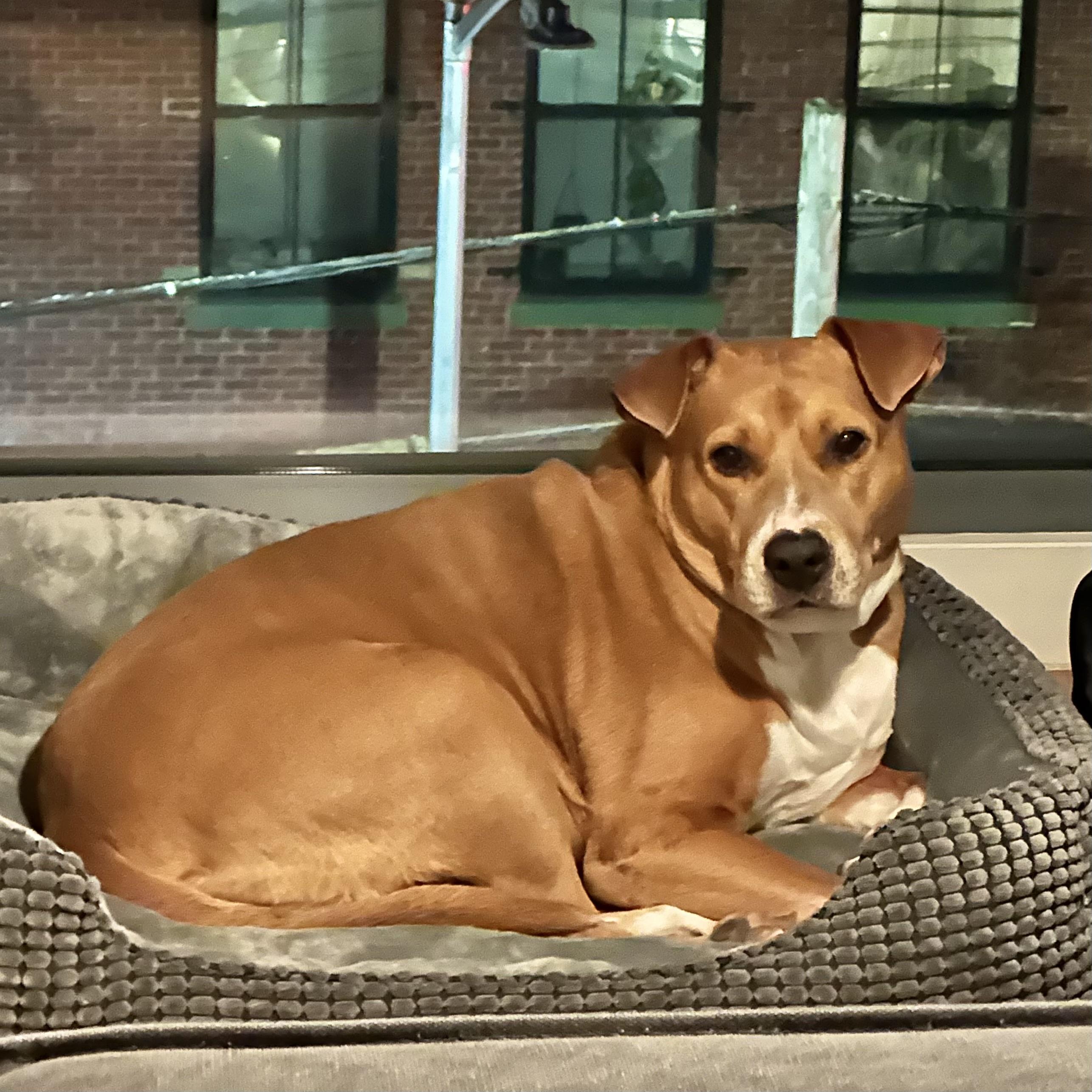 Enlarge Pillow, a ADOPTABLE mixed breed in New York, NY image 3/6