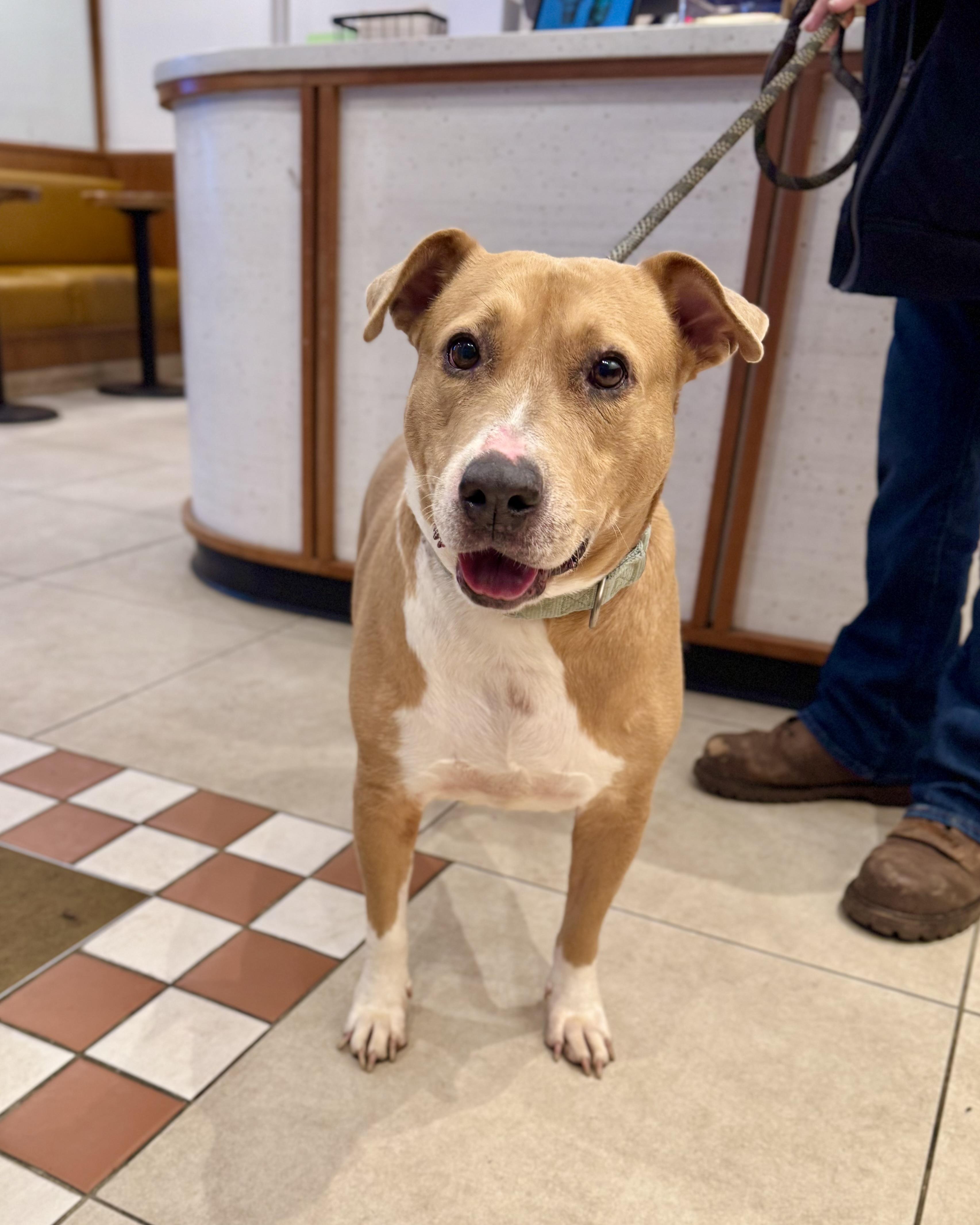 Enlarge Pillow, a ADOPTABLE mixed breed in New York, NY image 2/6