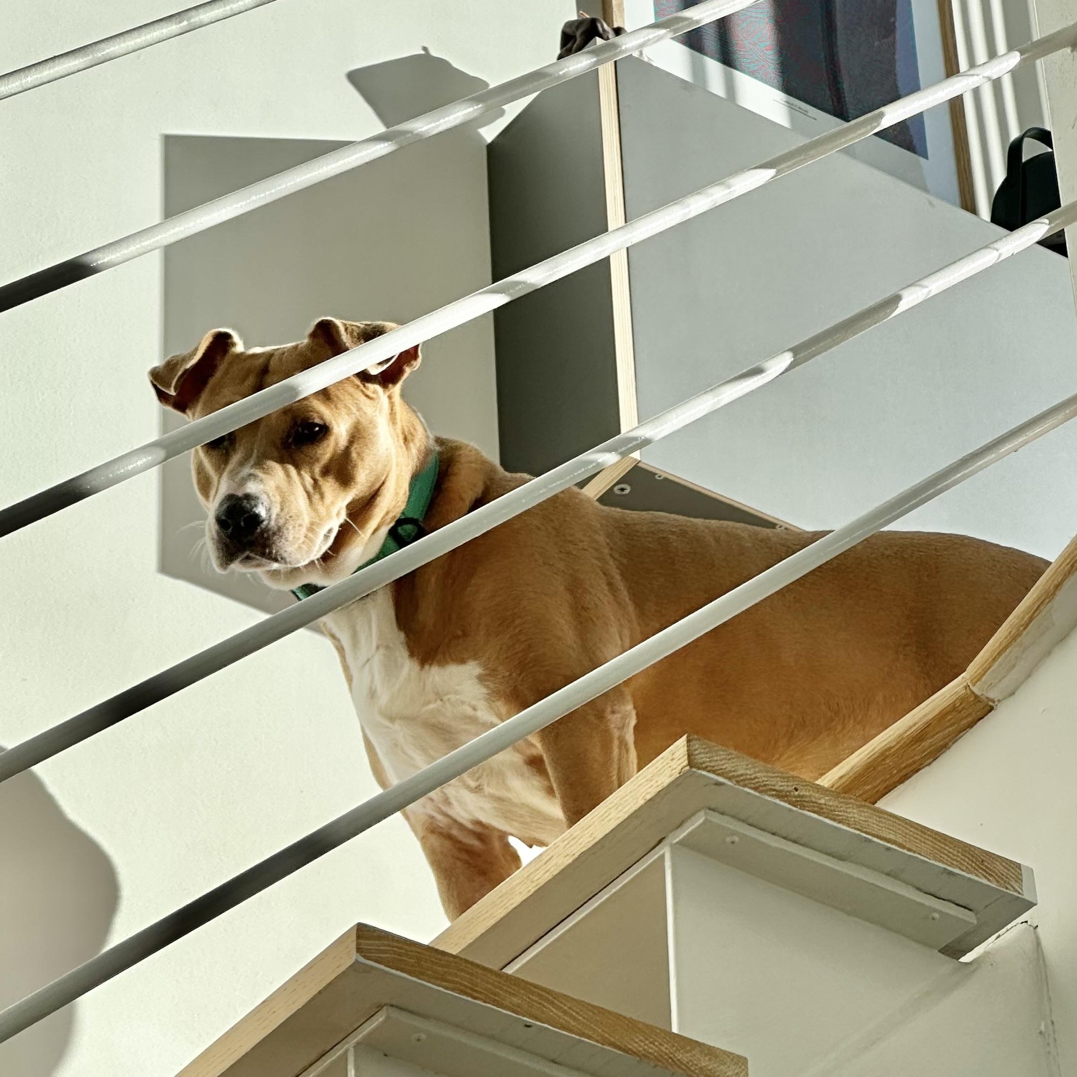 Enlarge Pillow, a ADOPTABLE mixed breed in New York, NY image 4/6