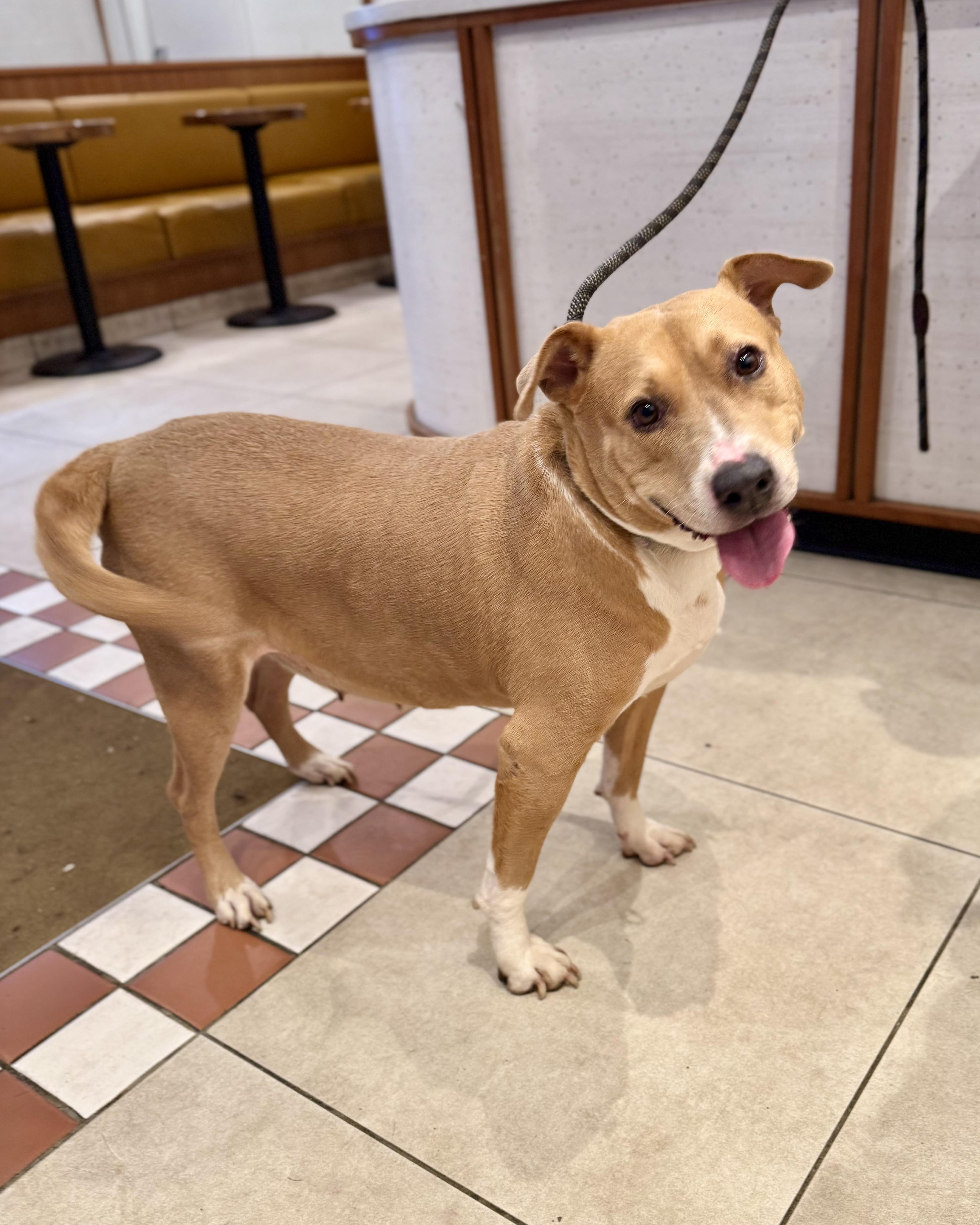 Enlarge Pillow, a ADOPTABLE mixed breed in New York, NY image 1/6