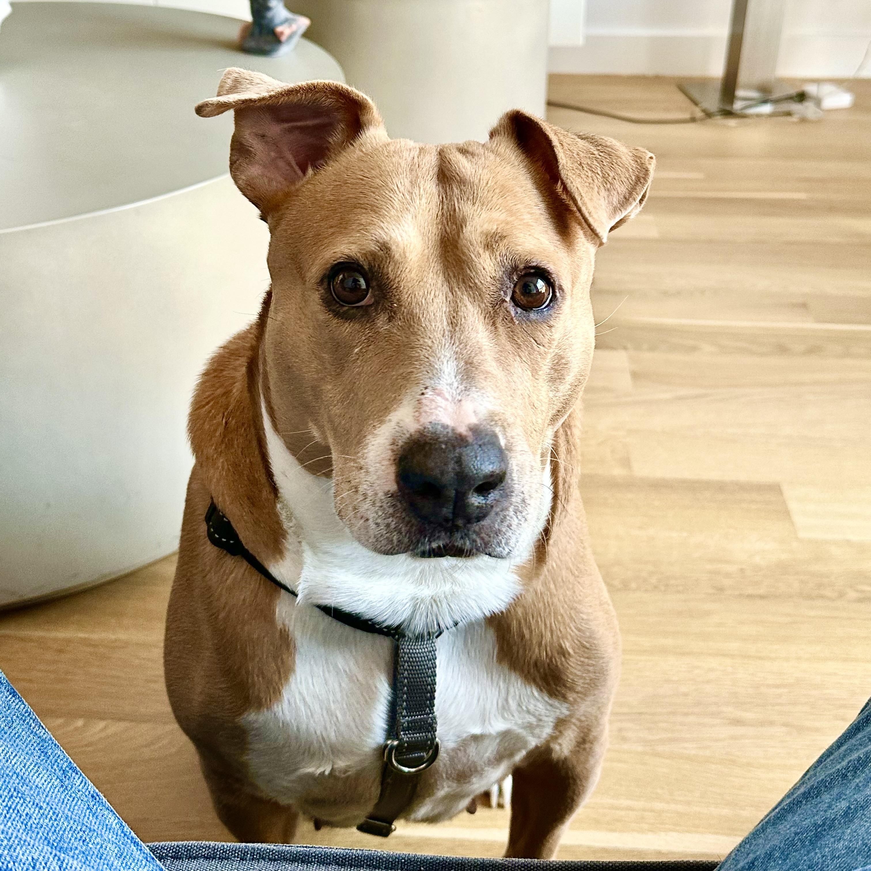 Enlarge Pillow, a ADOPTABLE mixed breed in New York, NY image 3/6