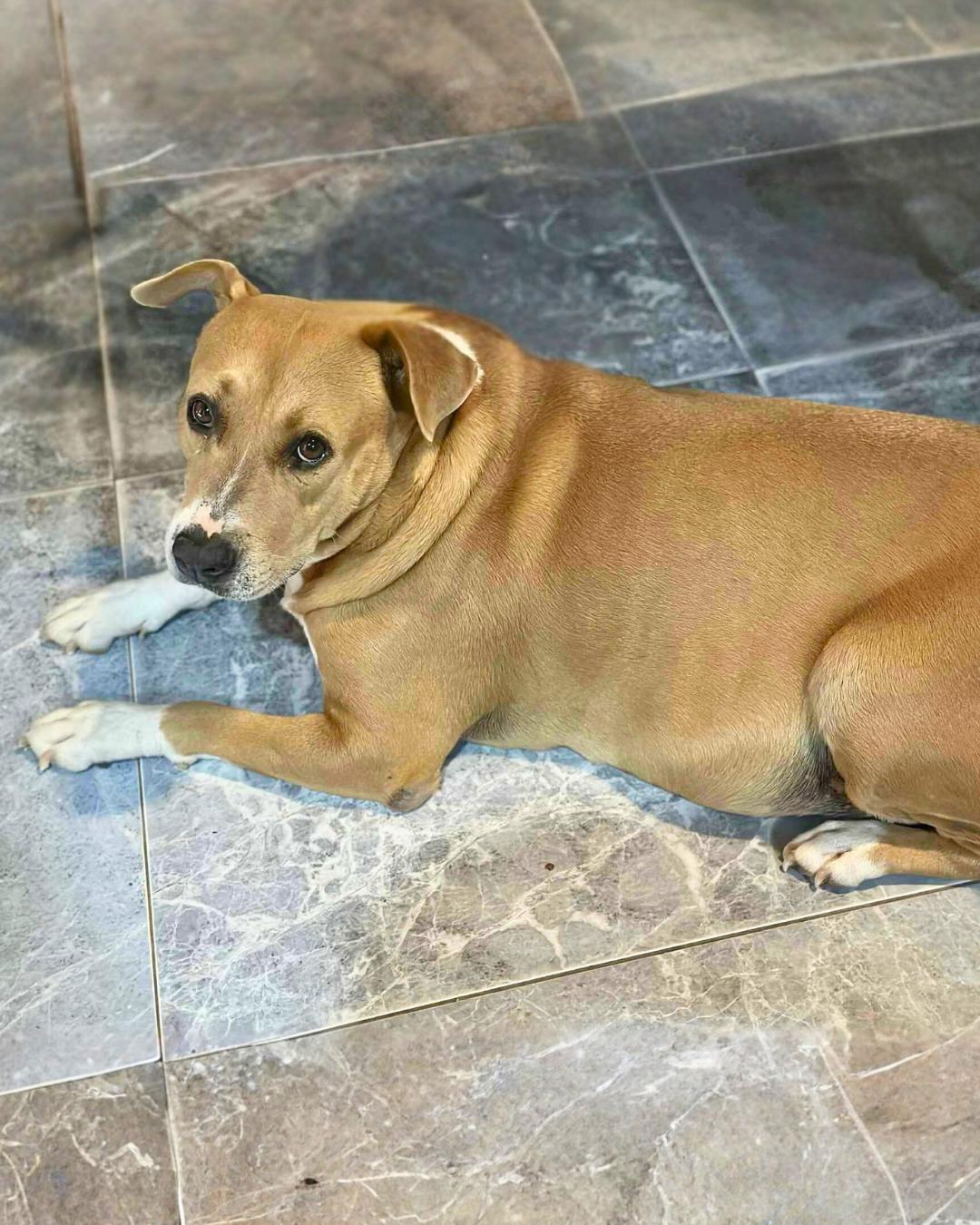 Enlarge Pillow, a ADOPTABLE mixed breed in New York, NY image 5/6