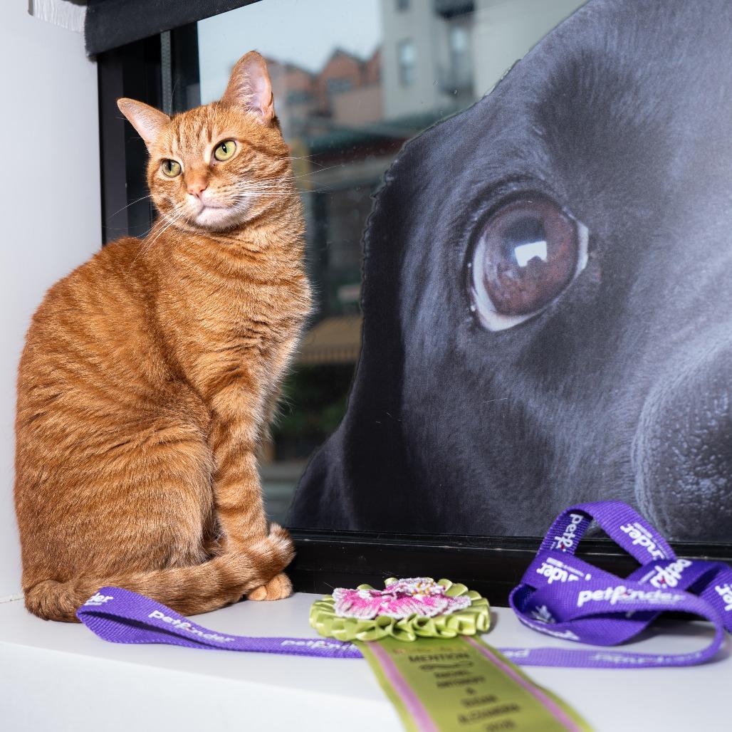 Mipsy, Adoptable, Senior Female Domestic Short Hair.