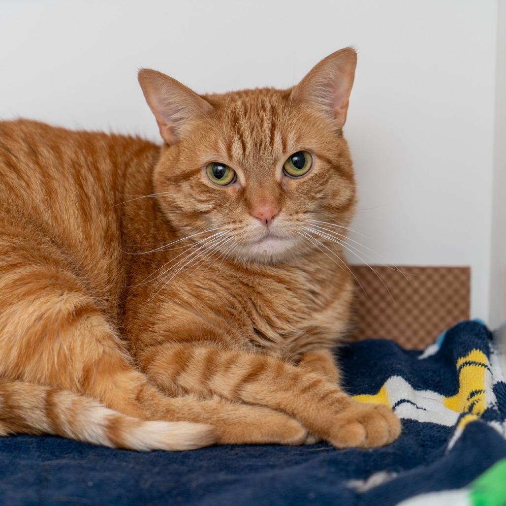 Mipsy, Adoptable, Adult Female Domestic Short Hair.