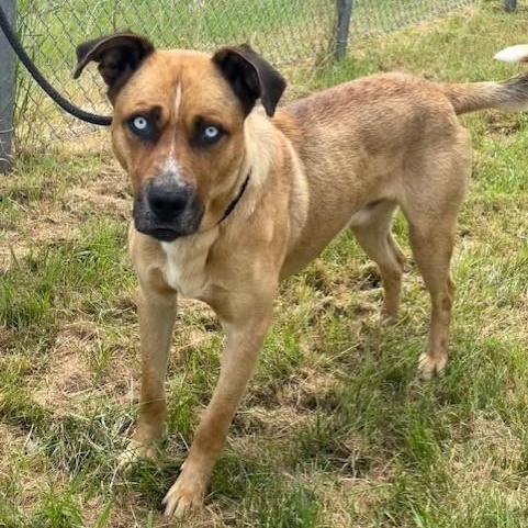 Enlarge Johnny, an adoptable mixed breed in Winnipeg, MB image 4/4
