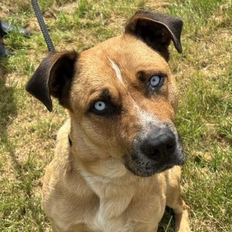 Johnny, adoptable, Adult Male Labrador Retriever.