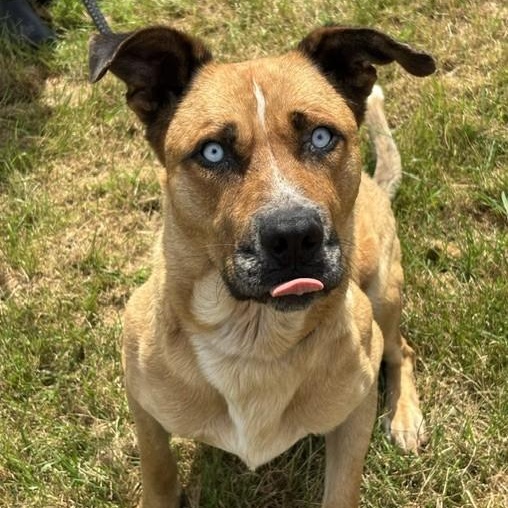 Enlarge Johnny, an adoptable mixed breed in Winnipeg, MB image 3/4