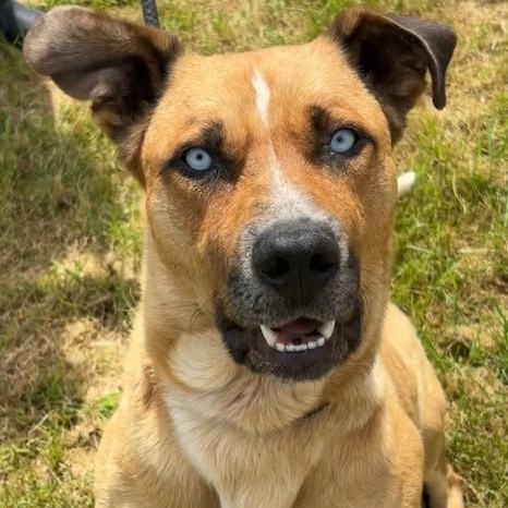Enlarge Johnny, an adoptable mixed breed in Winnipeg, MB image 2/4