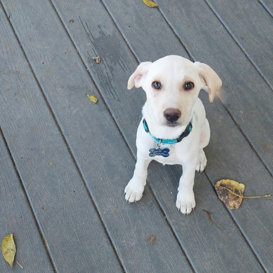 Enlarge Poe, a Adoptable mixed breed in Conesus, NY image 2/2