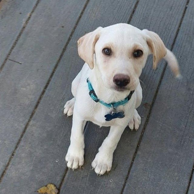 Poe, Adoptable, Puppy Male Labrador Retriever.