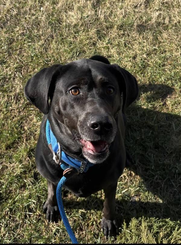 Luna, Adoptable, Adult Female Labrador Retriever.
