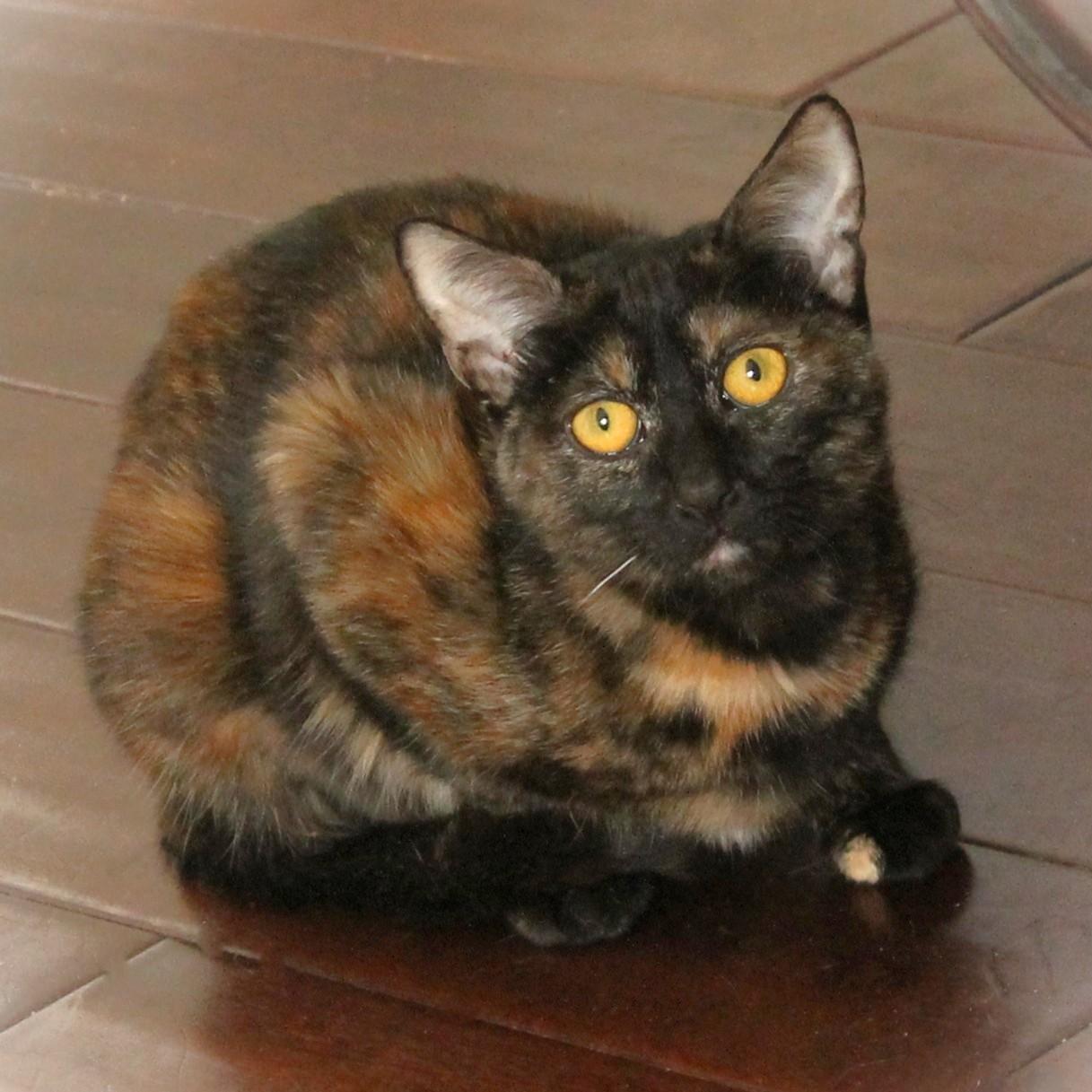 Liberty, Adoptable, Young Female Tortoiseshell.