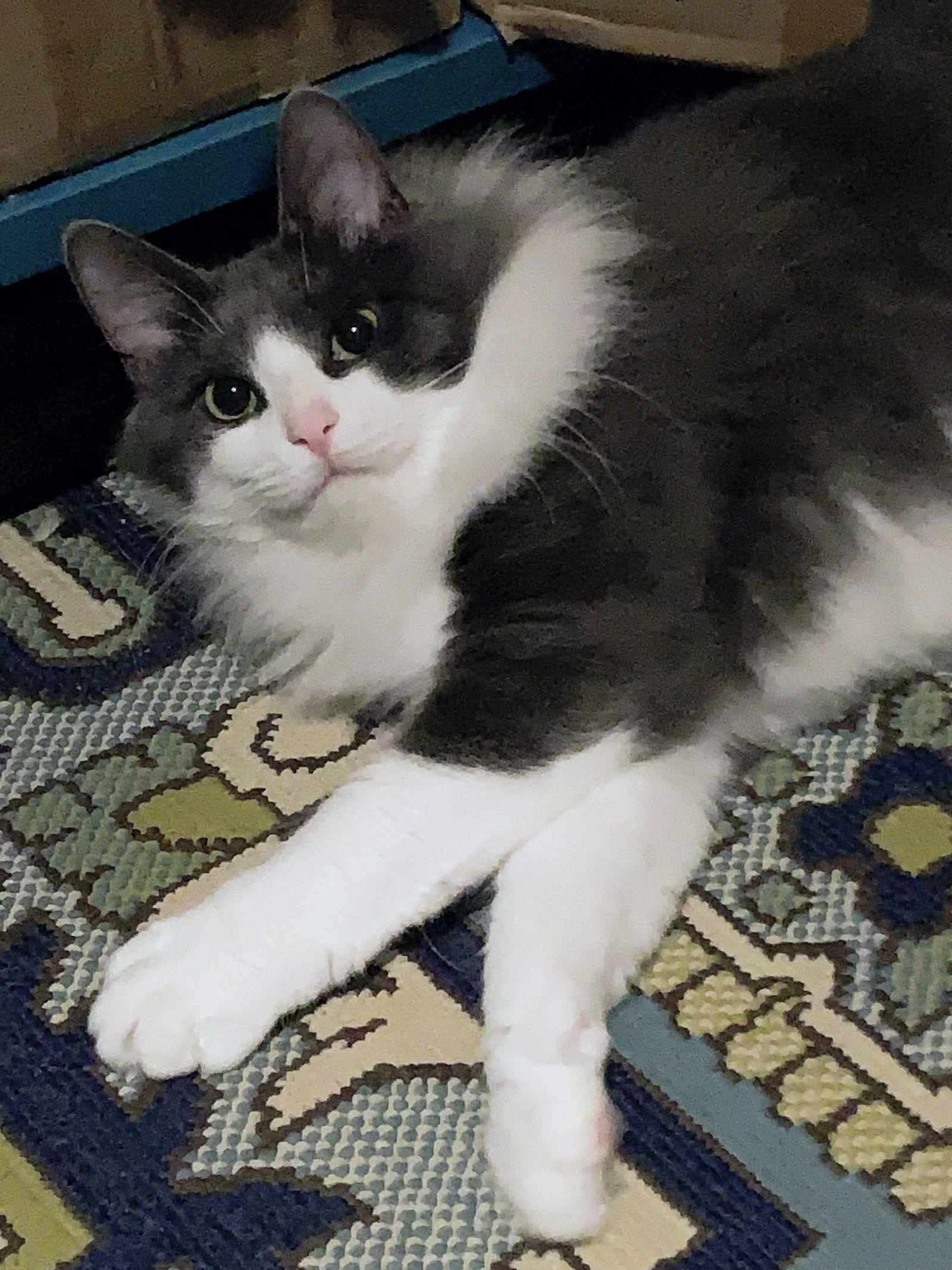 Bambull — thumbnail 2