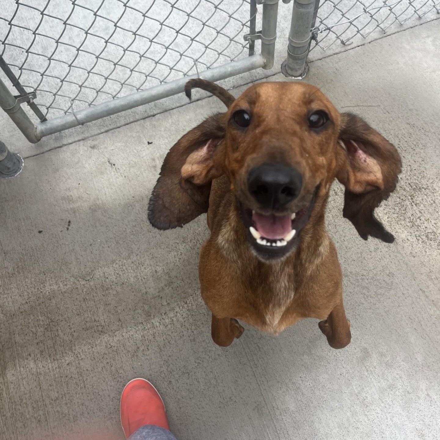 Maisy, ADOPTABLE, Adult Female Redbone Coonhound.