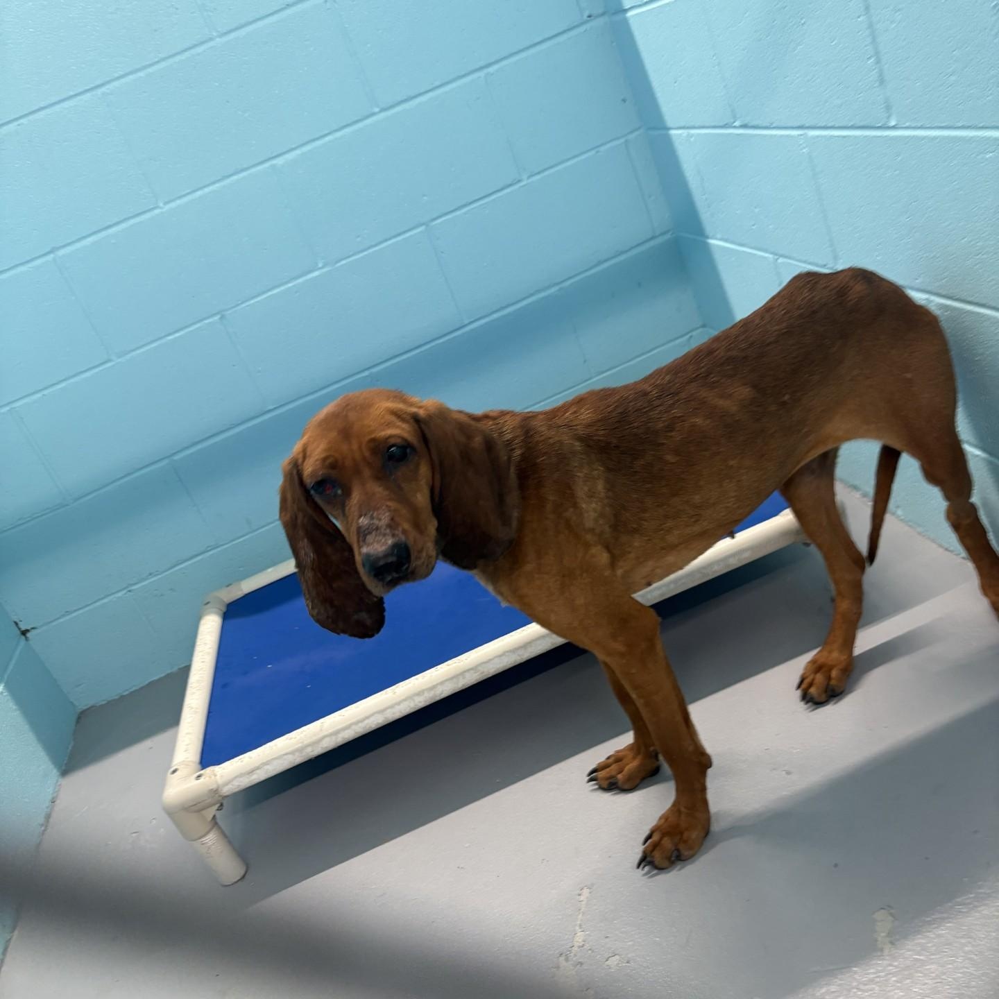 Maisy, ADOPTABLE, Adult Female Redbone Coonhound.
