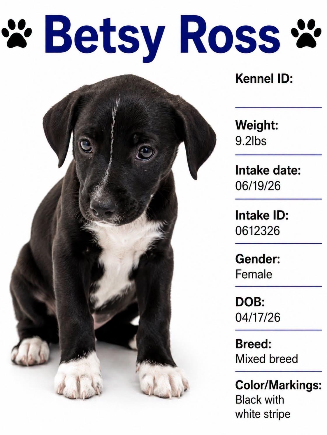 Enlarge Betsy Ross, a Adoptable Mixed Breed in Rock Hill, NY image 1/1