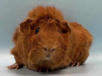 Enlarge Amber, a Adoptable Guinea Pig in Coon Rapids, MN image 1/1