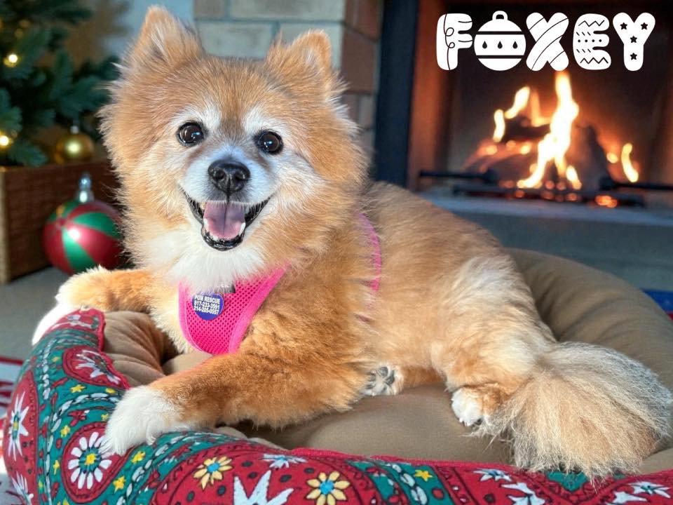 Foxey, Adopted, Senior Female Pomeranian.