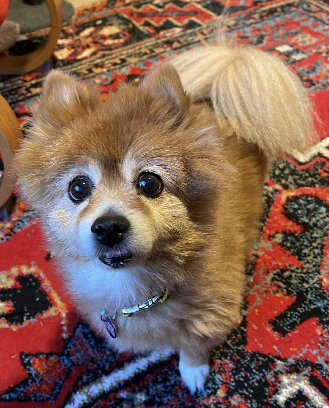 Enlarge Foxey, a Adopted Pomeranian in Garland, TX image 2/2