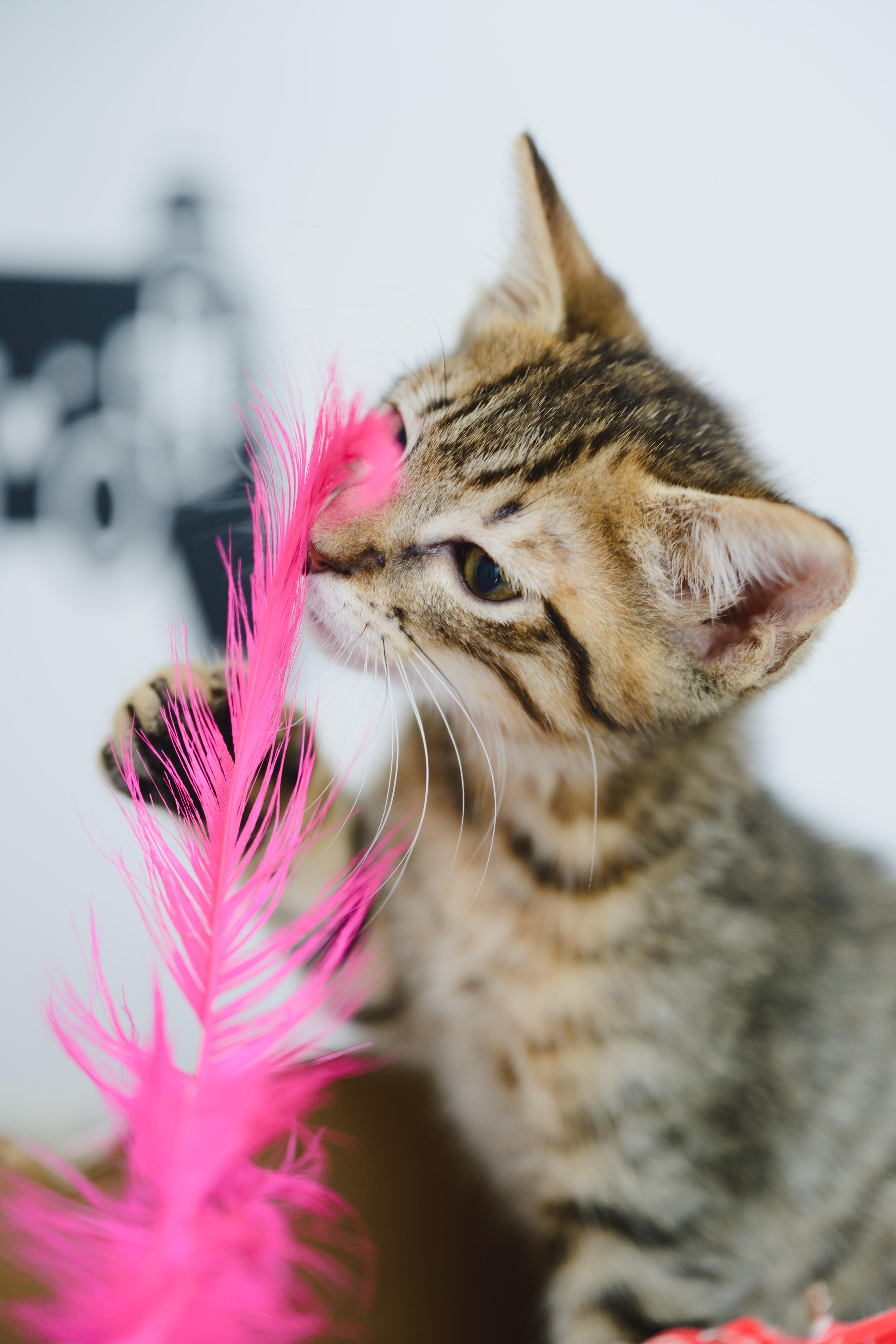 Udon, a Adopted Domestic Short Hair in Honolulu, HI image 1/4