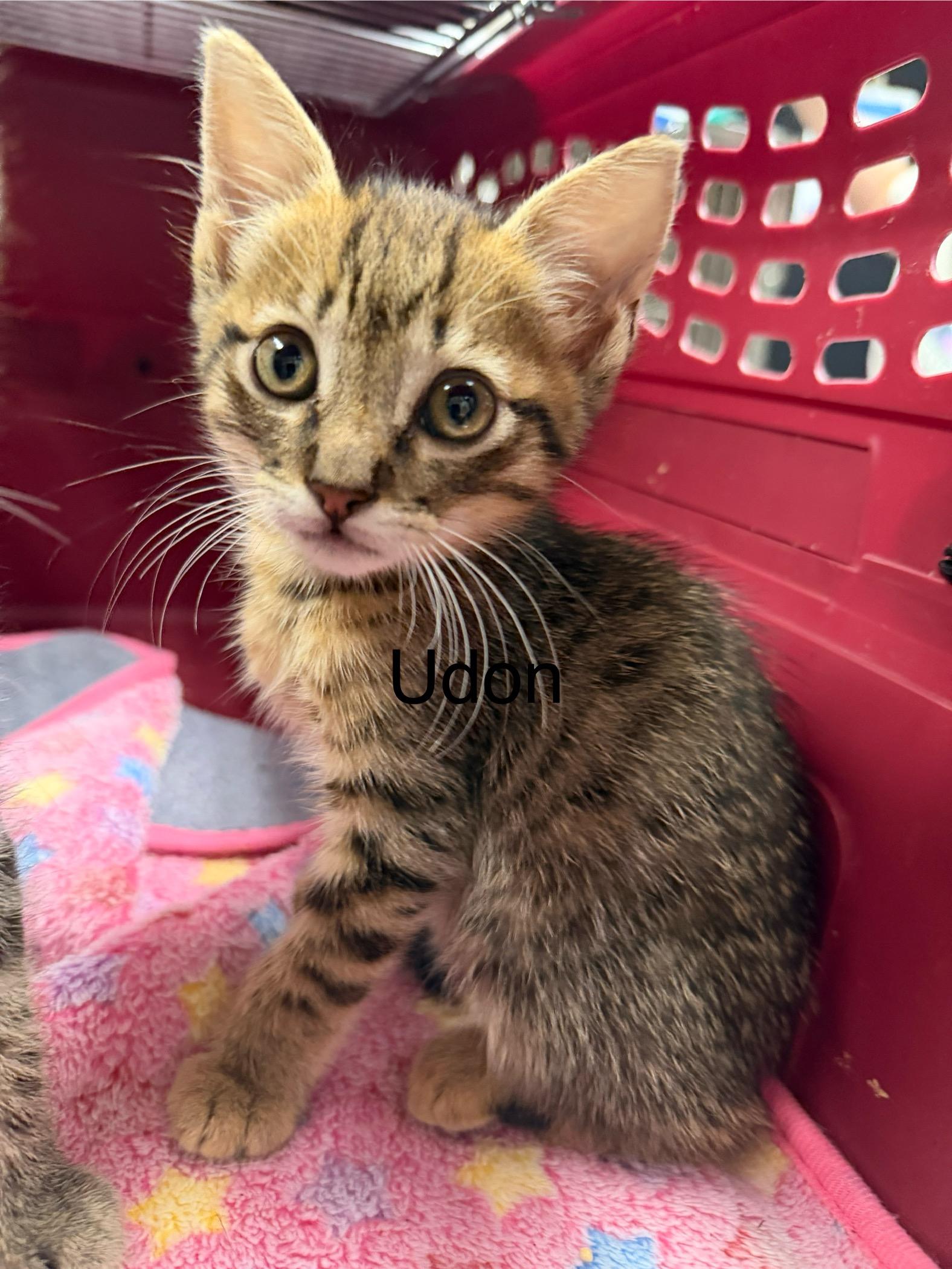 Udon, a Adopted Domestic Short Hair in Honolulu, HI image 2/4