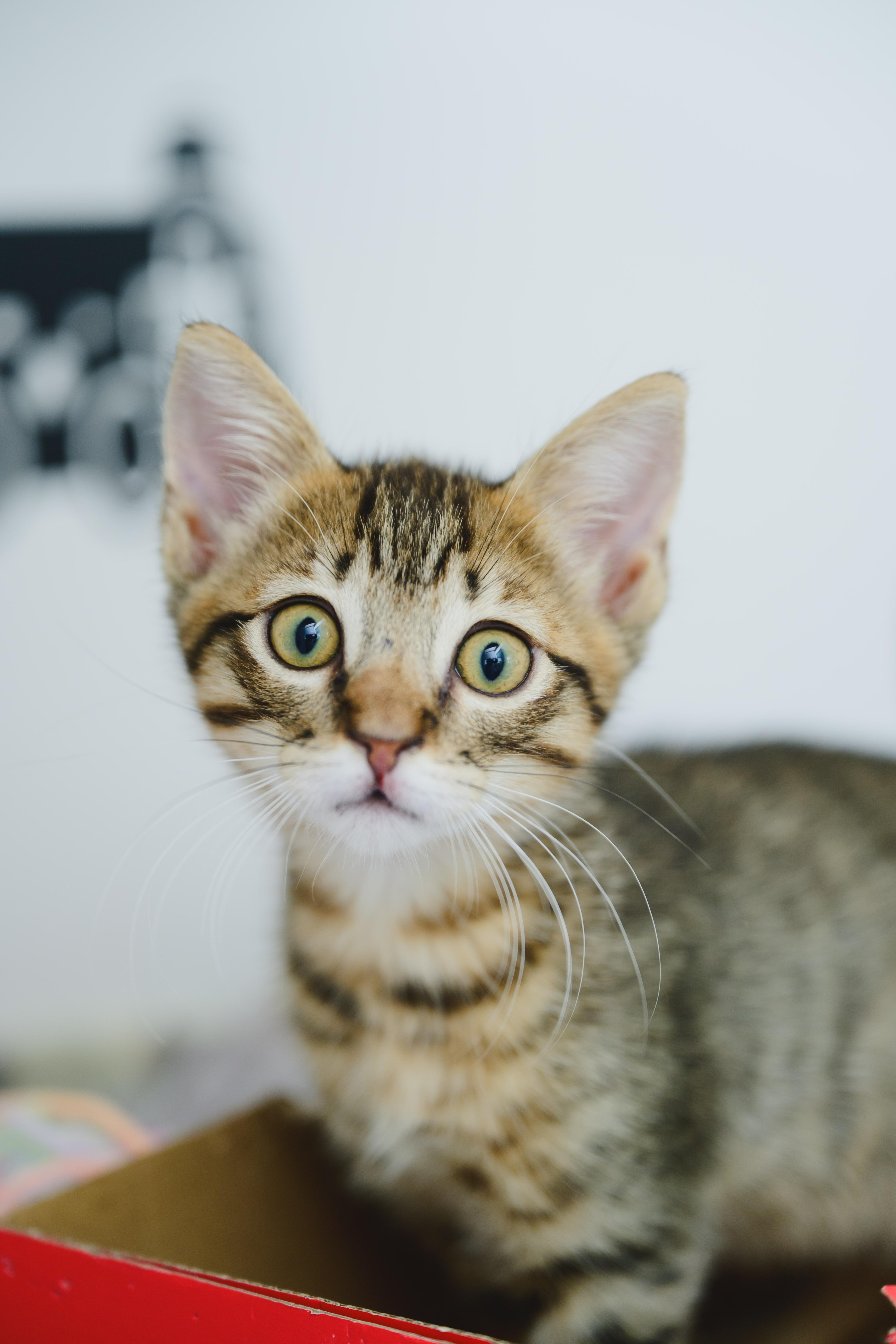 Udon, a Adopted Domestic Short Hair in Honolulu, HI image 3/4