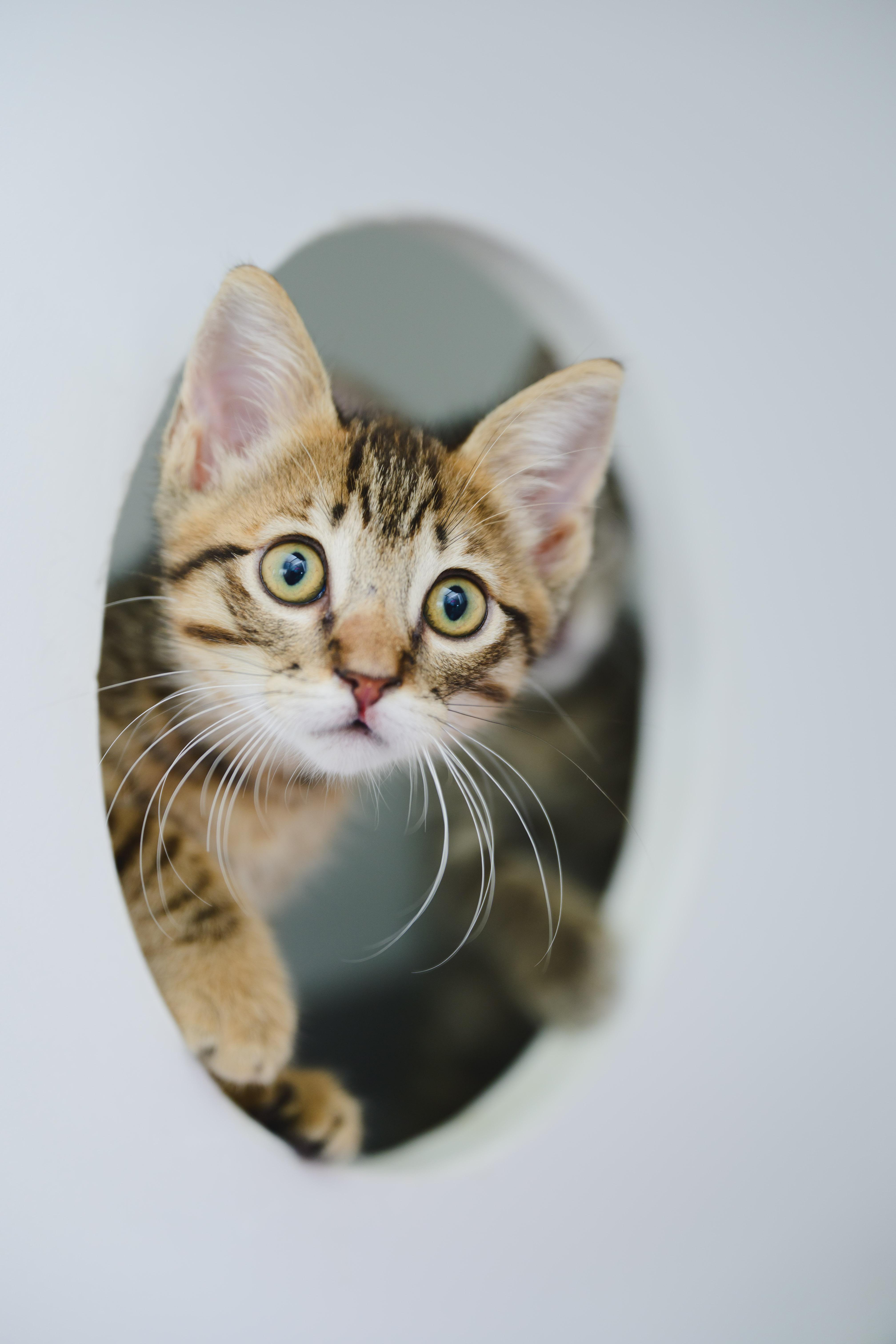 Udon, a Adopted Domestic Short Hair in Honolulu, HI image 4/4