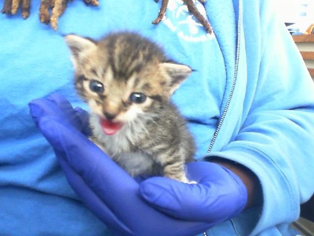 MAYA — thumbnail 2