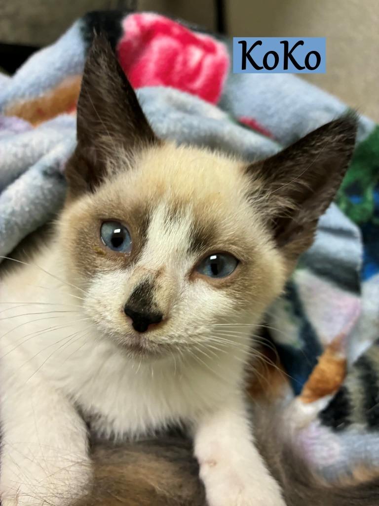 Enlarge Koko (Sushi), a Adopted mixed breed in Hoover , AL image 1/1