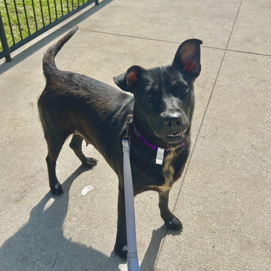 Princess Peach, a Adoptable Mixed Breed in Jacksonville, FL image 1/3