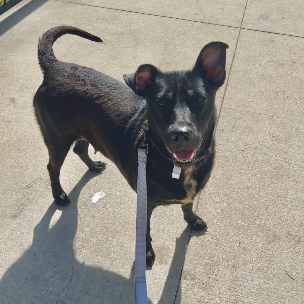 Princess Peach, a Adoptable Mixed Breed in Jacksonville, FL image 2/3
