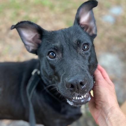 Princess Peach, a Adoptable Mixed Breed in Jacksonville, FL image 3/3