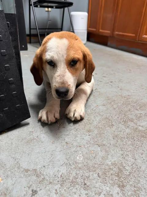 Huckle Berry, Adoptable, Young Male Australian Cattle Dog / Blue Heeler & Beagle.