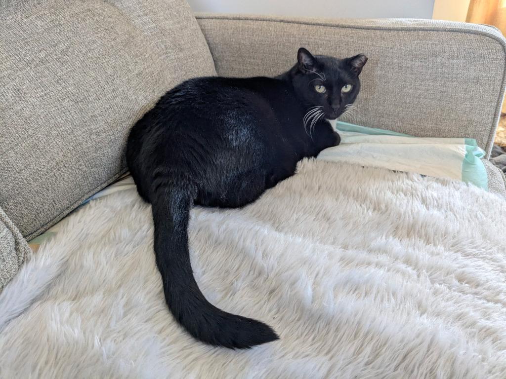 Nico, Adoptable, Senior Male Domestic Short Hair.