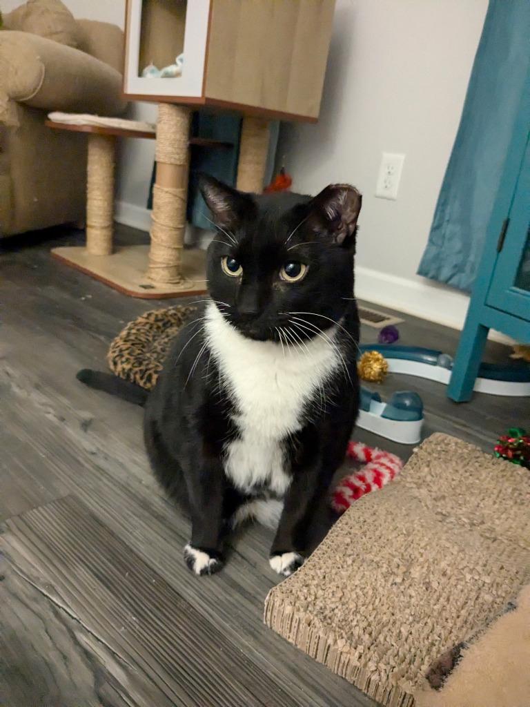 Enlarge Nico, a Adoptable mixed breed in St. Cloud, MN image 2/4