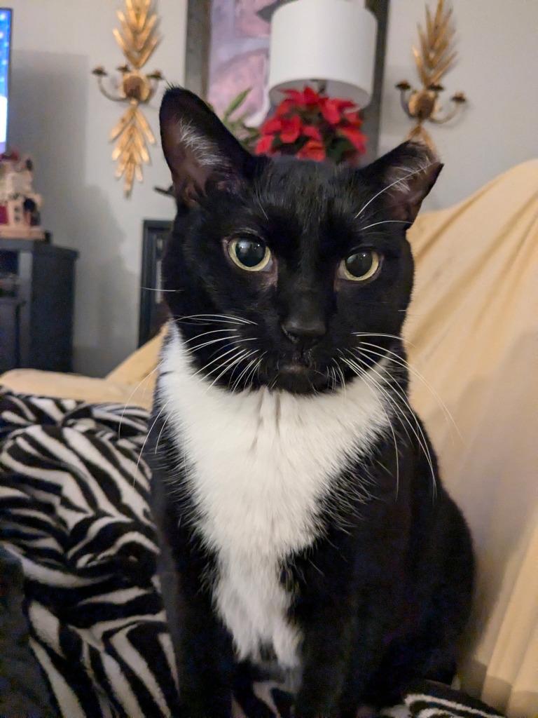 Enlarge Nico, a Adoptable mixed breed in St. Cloud, MN image 3/4