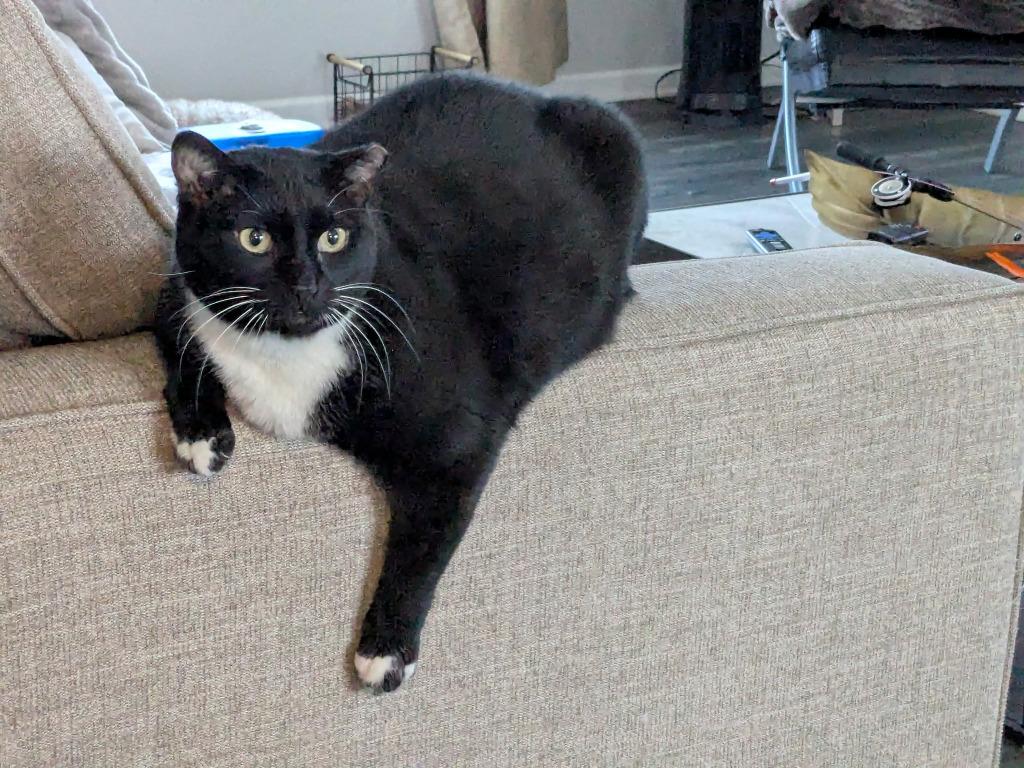 Enlarge Nico, a Adoptable mixed breed in St. Cloud, MN image 4/4