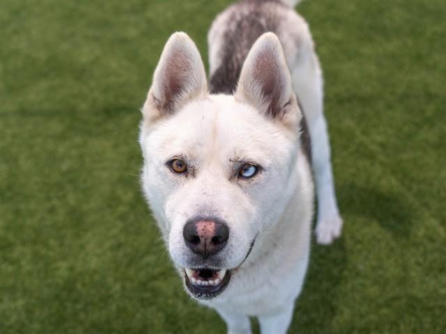 IVAN, Adoptable, Adult Male Siberian Husky.
