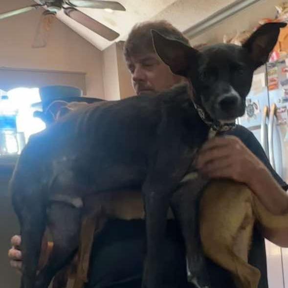 Yoda hw treated, Adoptable, Adult Male Mixed Breed.