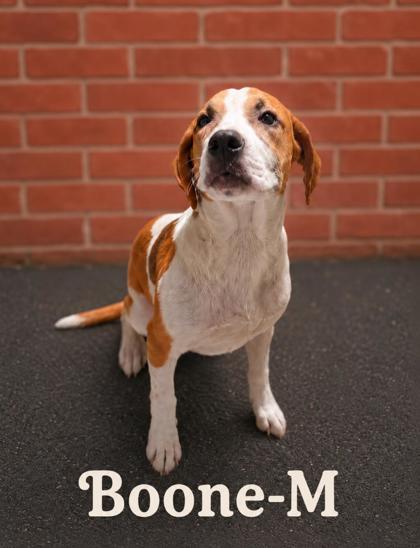 Enlarge Boone, a Adoptable mixed breed in Guntersville, AL image 1/1