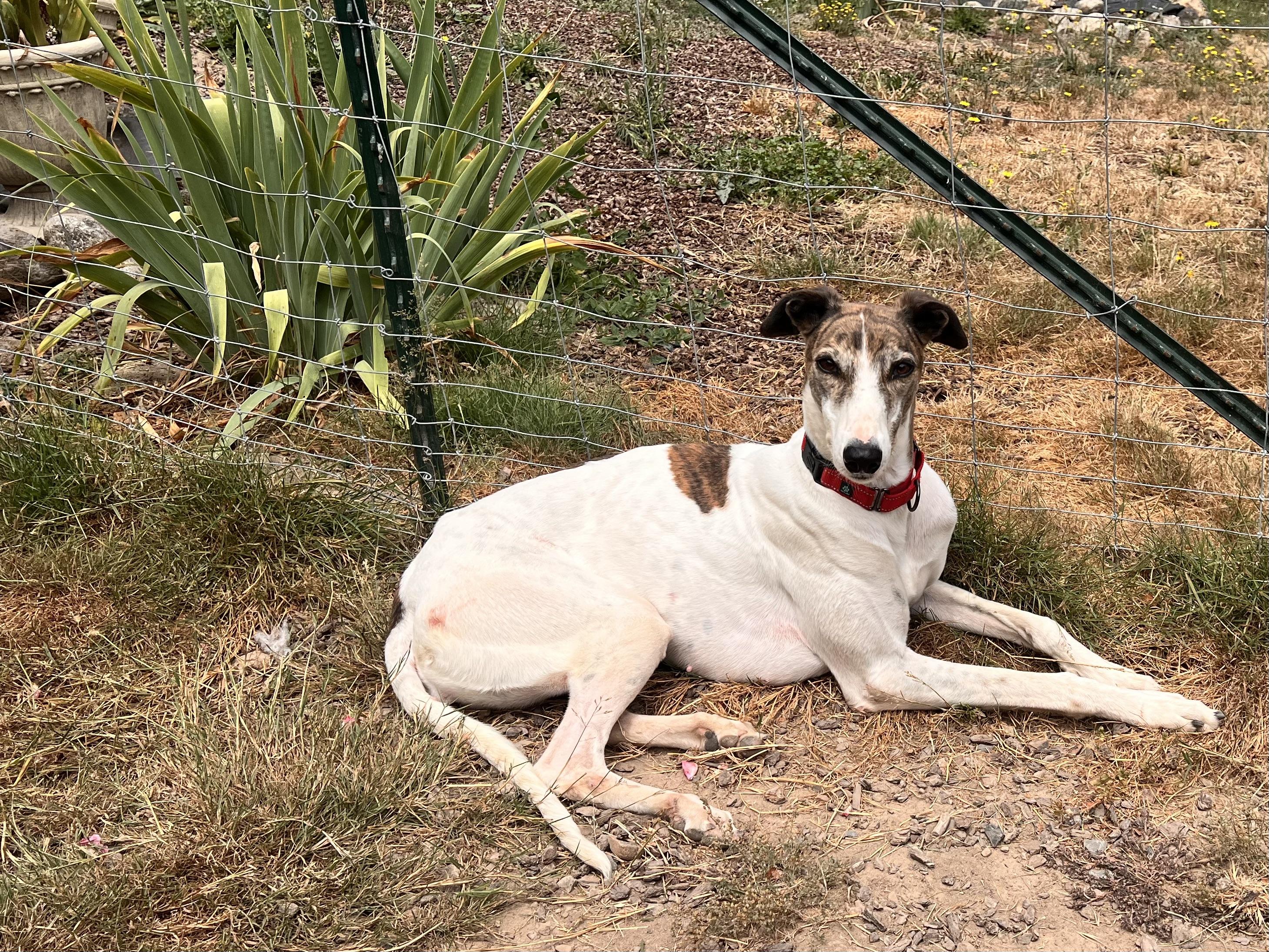Enlarge Millie, an adopted Greyhound in Santa Rosa, CA image 2/3