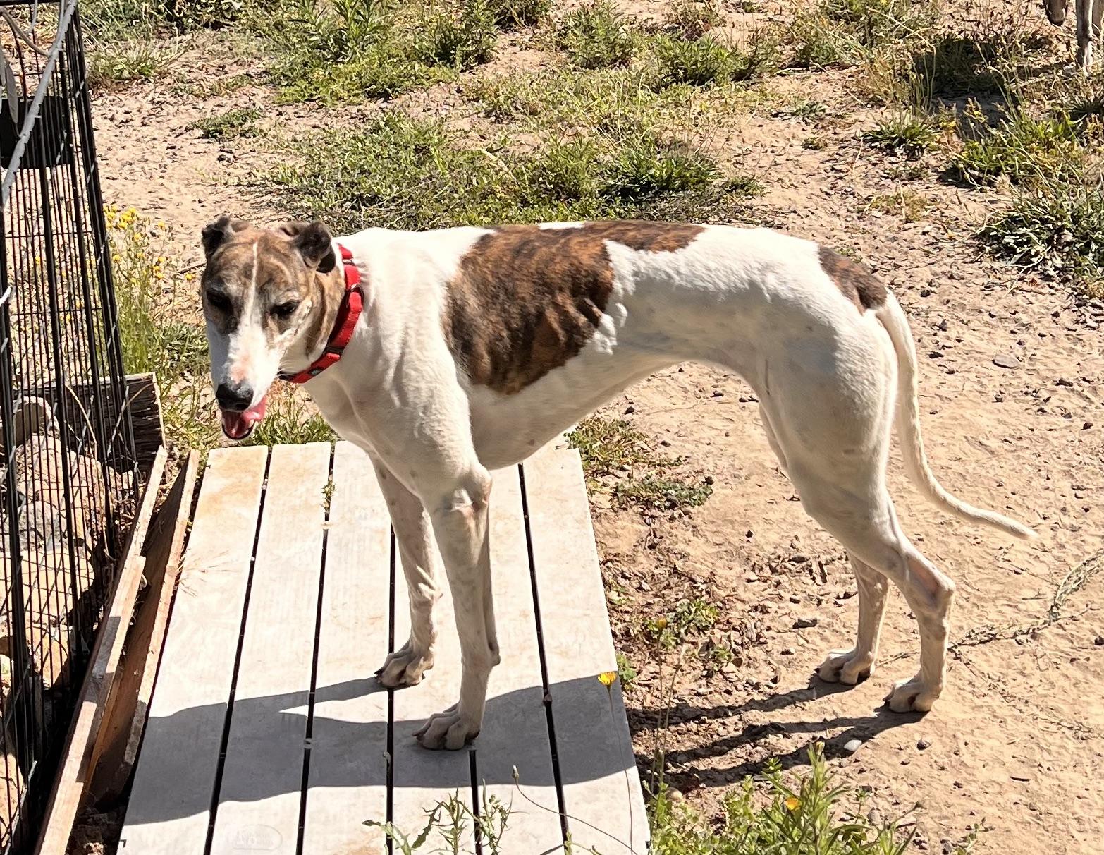 Enlarge Millie, an adopted Greyhound in Santa Rosa, CA image 3/3