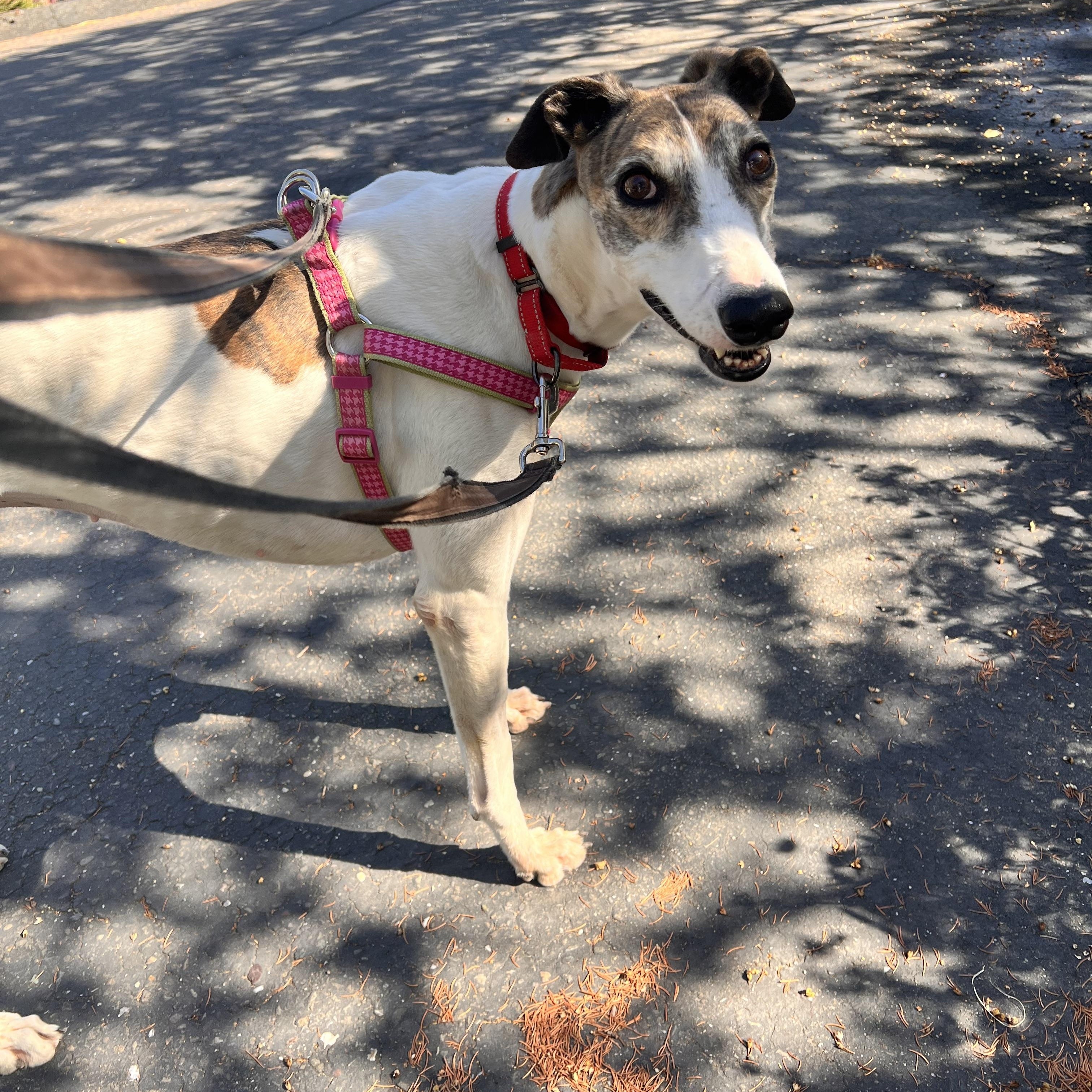 Millie, adopted, Adult Female Greyhound.