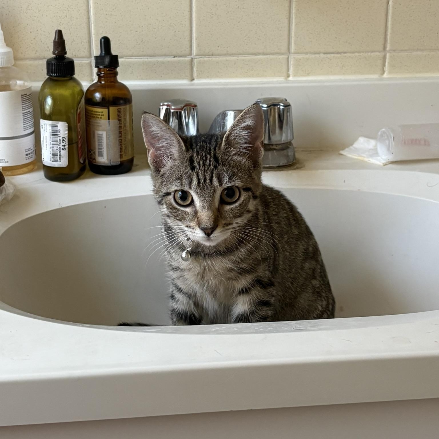 Enlarge Arya, a ADOPTABLE Domestic Short Hair in Allentown, PA image 1/3