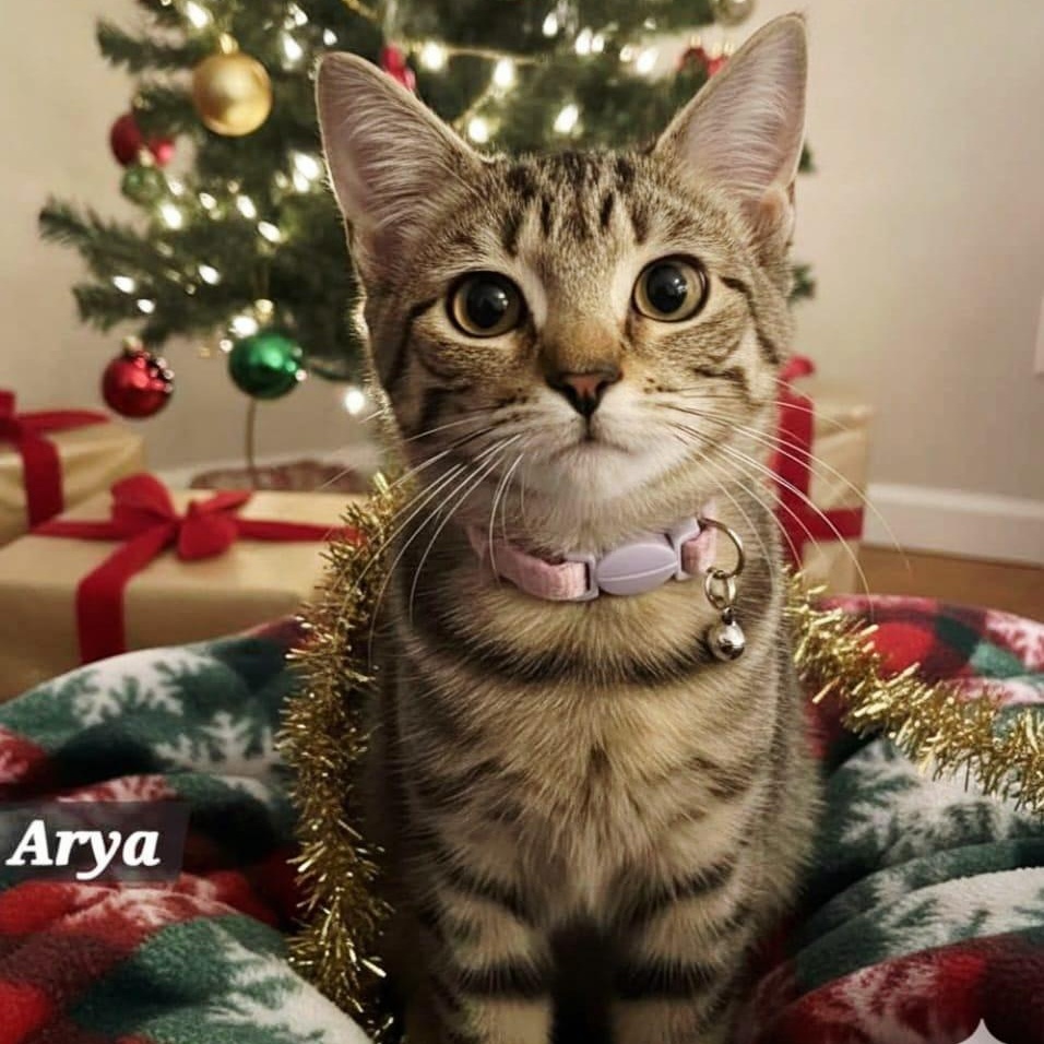 Enlarge Arya, a ADOPTABLE Domestic Short Hair in Allentown, PA image 2/3