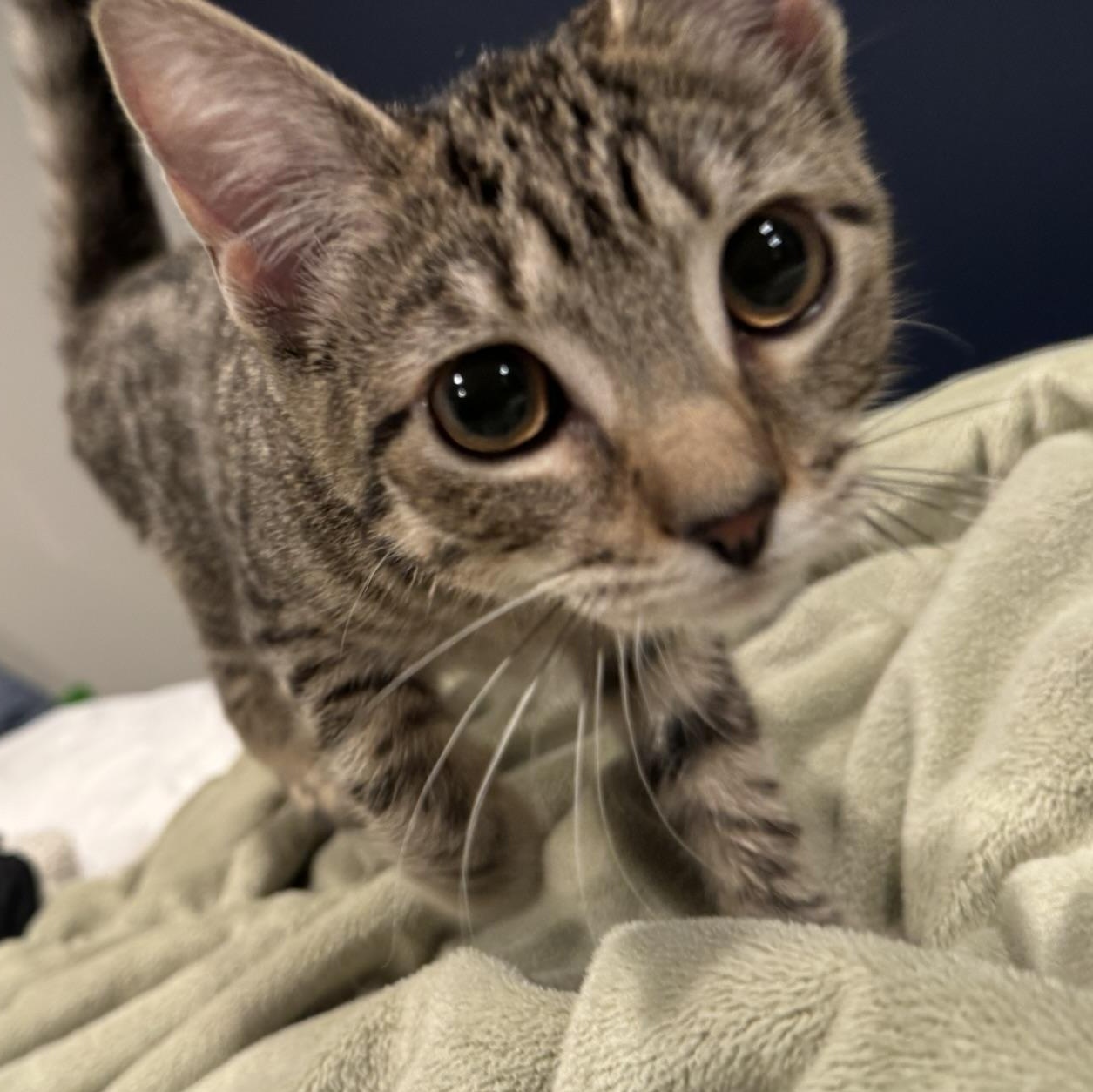 Enlarge Arya, a ADOPTABLE Domestic Short Hair in Allentown, PA image 3/3