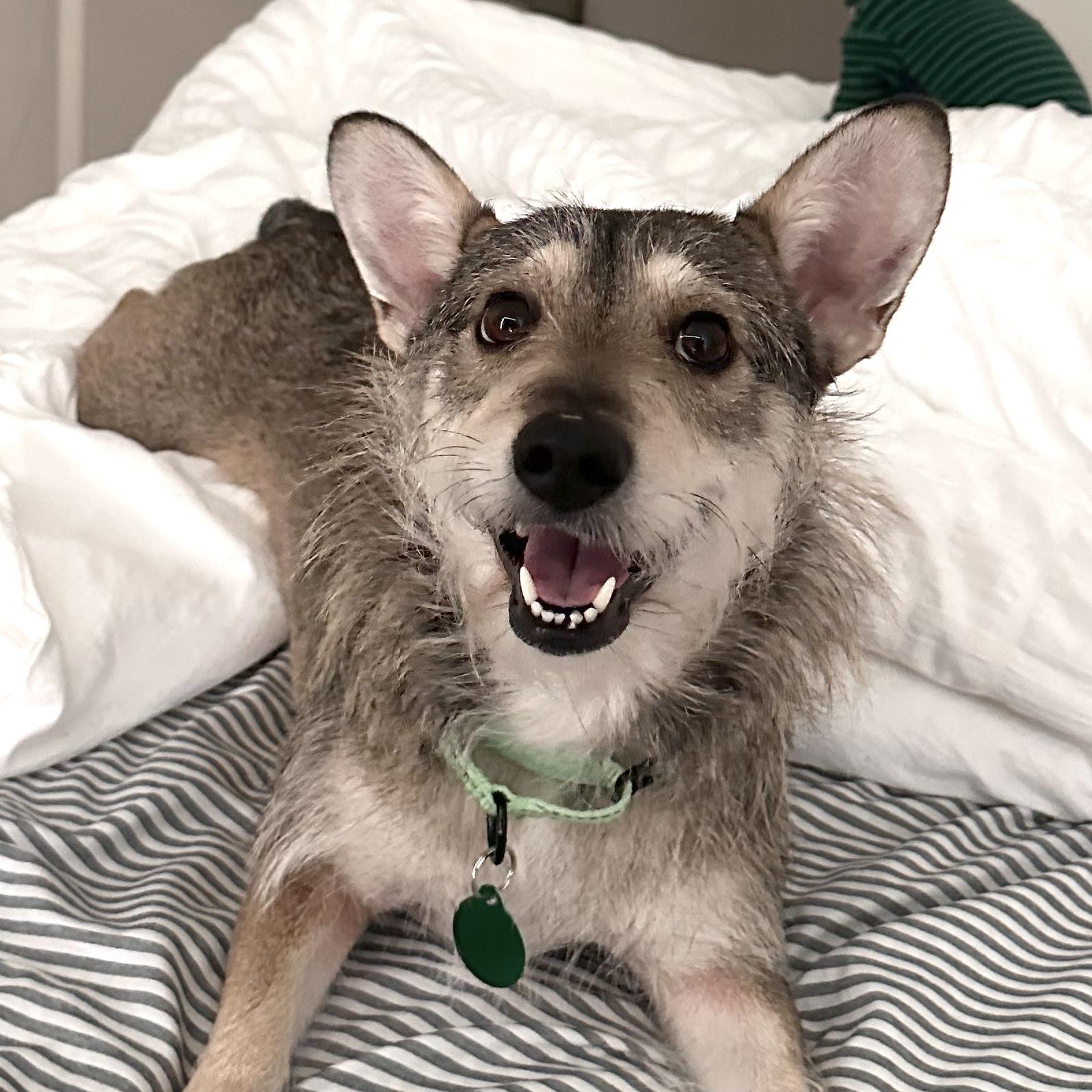 Scrappy Doo, ADOPTABLE, Adult Male Cairn Terrier.